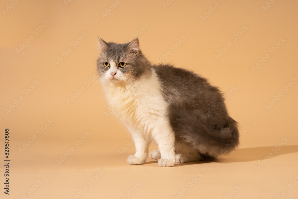Action cat on nude pastel background