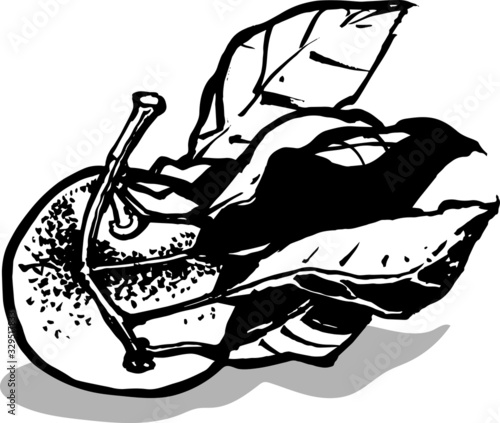 ripe mandarin with a branch and large leaves