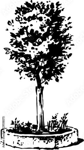 decorative tree in the flowerbed for the design of urban areas