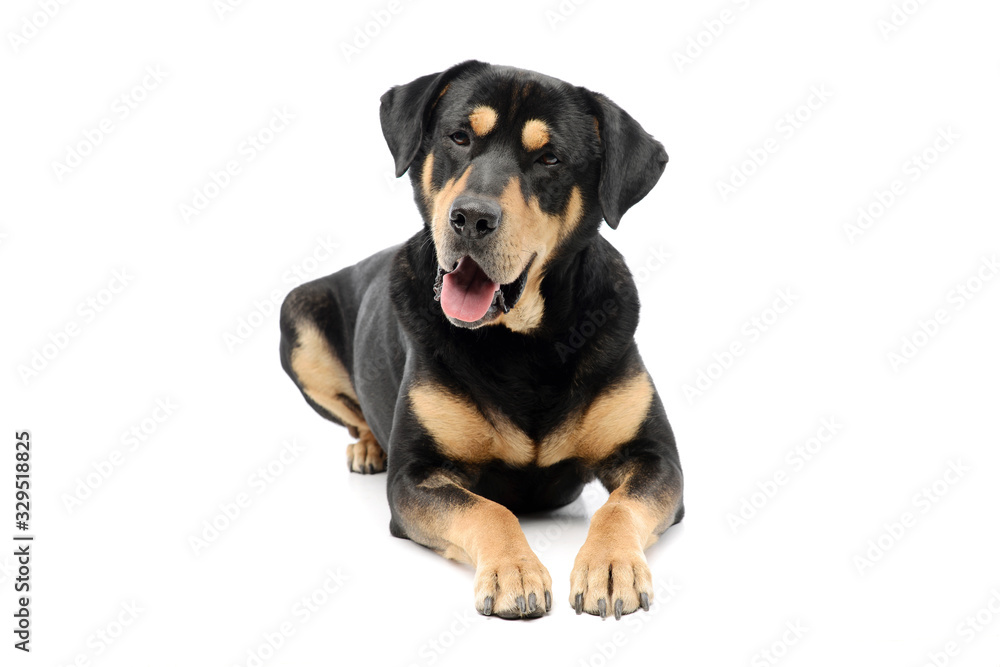 Fototapeta premium Studio shot of an adorable mixed breed dog