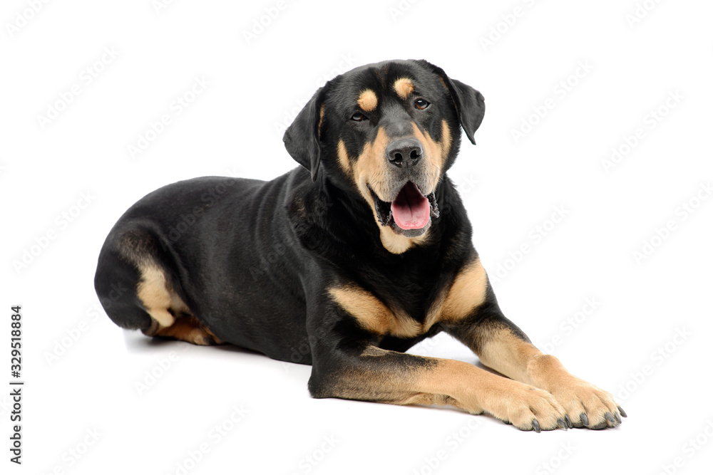 Fototapeta premium Studio shot of an adorable mixed breed dog