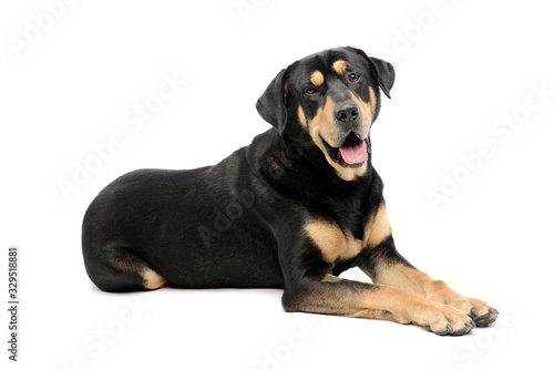 Studio shot of an adorable mixed breed dog