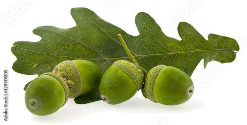 Green leaf of oak and acorns isolated on a white background close-up.
