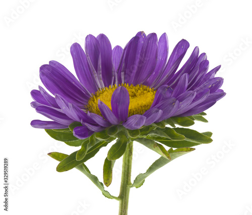 Aster flowers isolated on white background close-up.