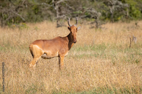 profile of a Jackson Hartebeest in Kenyan savannah 