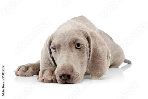 Studio shot of a beautiful Weimaraner puppy