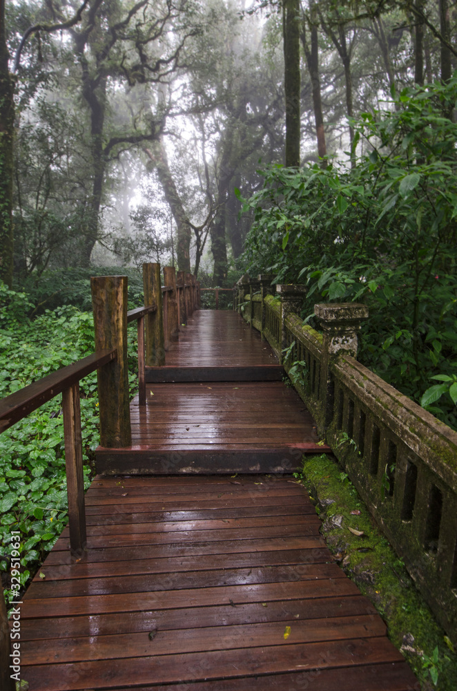 Cool fog make make nature trail bridge wet in the forest
