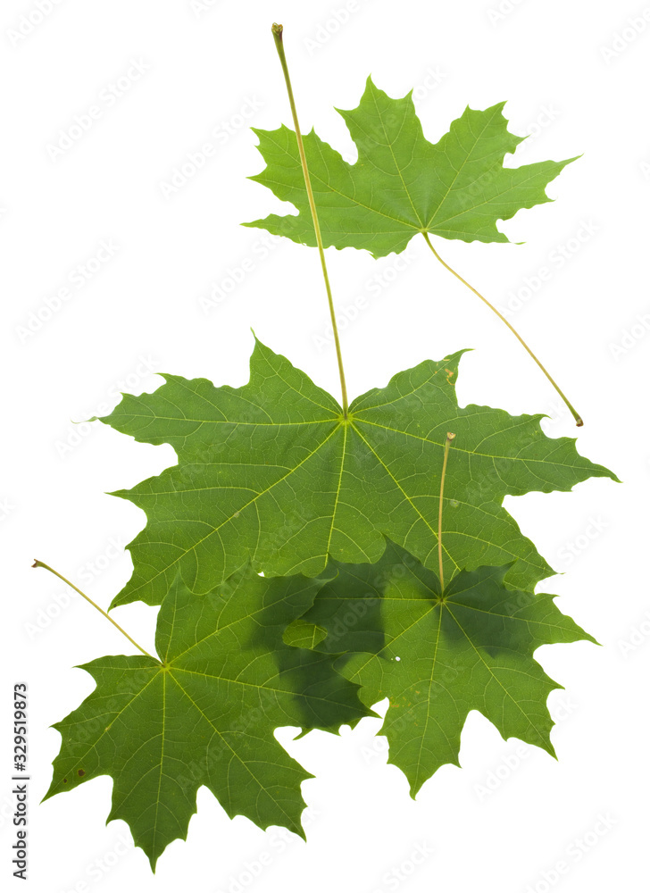 Green leaves of maple isolated on a white background close-up. Green leaves of maple isolated on a white background close-up.