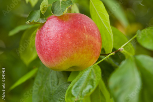 Ripe, fresh and juicy apples in a tree garden.