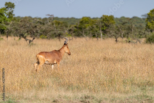hartebeest walking through the savannah in the Masai Mara