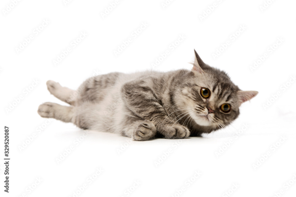 Obraz premium Studio shot of a beautiful cat