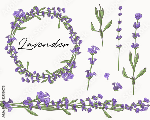 Set of lavender flower elements. Seamless brush. Flower wreath.
