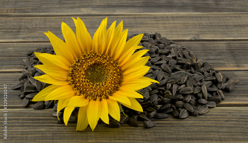 Fototapeta premium A pile of seeds and a flower of a sunflower on a wooden table close-up.