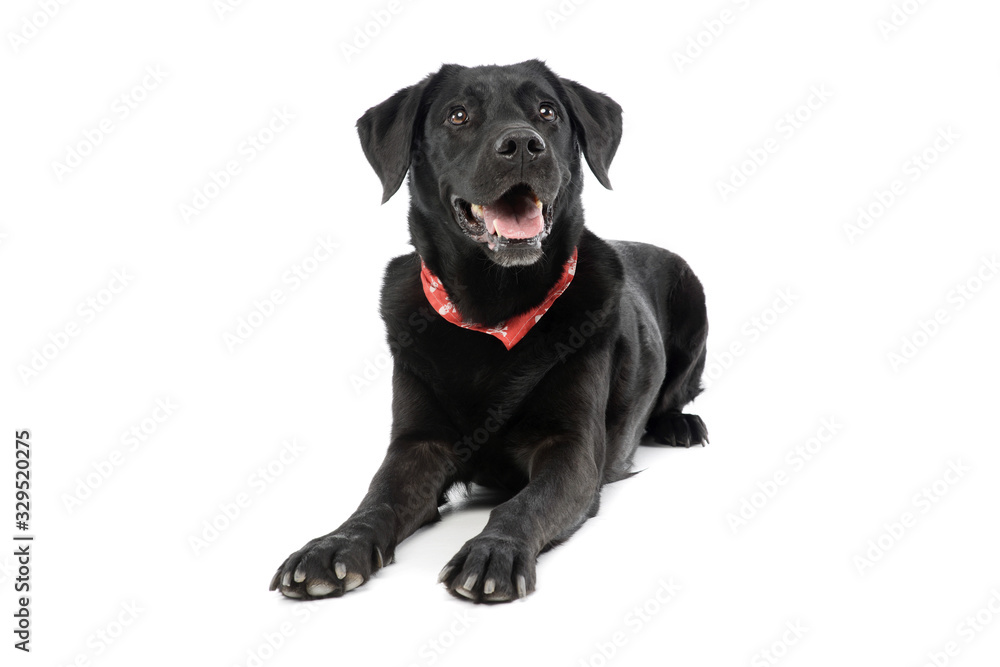 Studio shot of an adorable labrador retriever