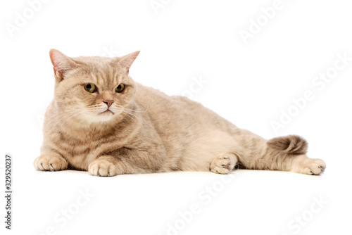 Wallpaper Mural Studio shot of a beautiful cat Torontodigital.ca