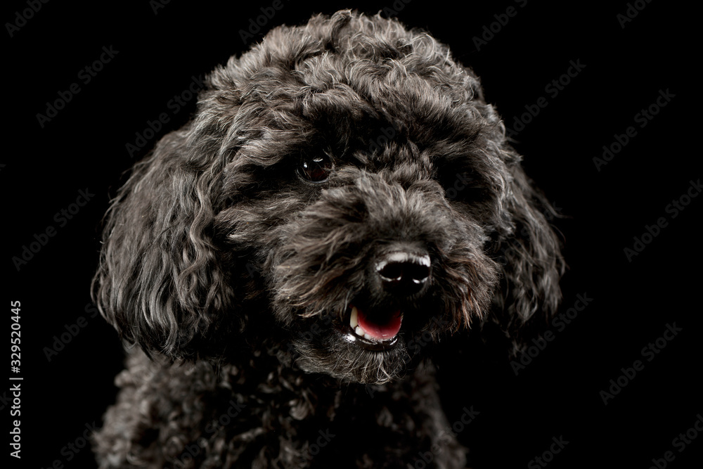 Portrait of an adorable lagotto Portrait of an adorable lagotto