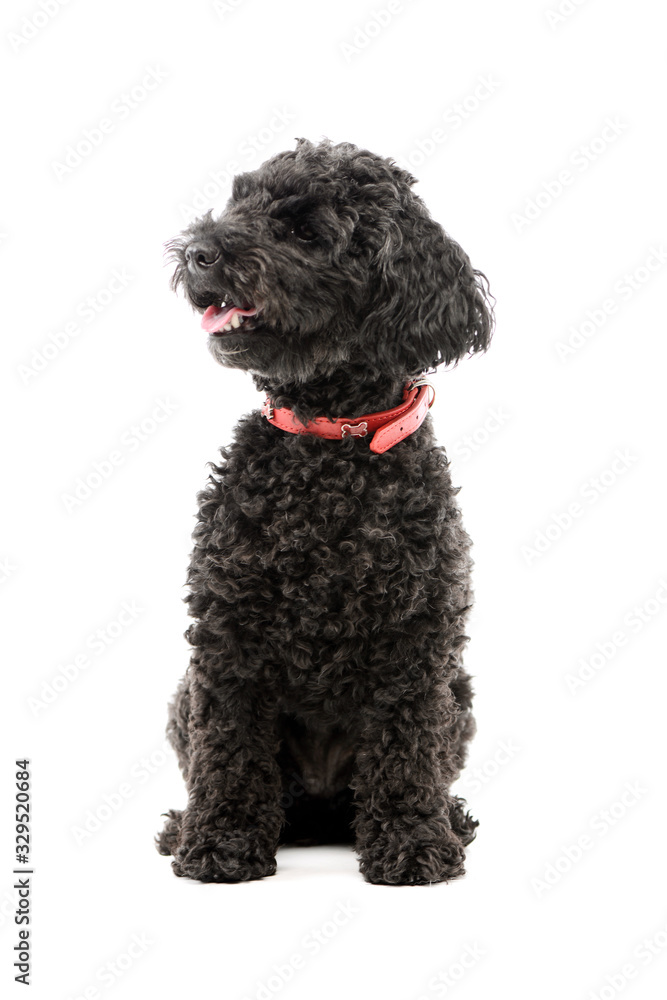 Studio shot of an adorable lagotto Studio shot of an adorable lagotto