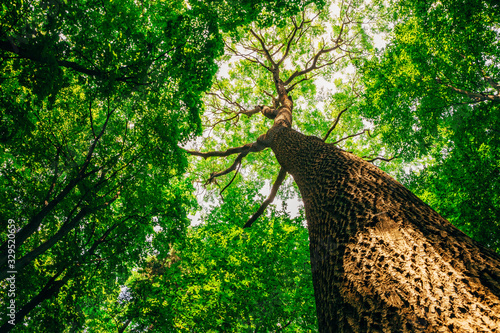 Fototapeta Naklejka Na Ścianę i Meble -  a spring forest trees. nature green wood sunlight backgrounds.