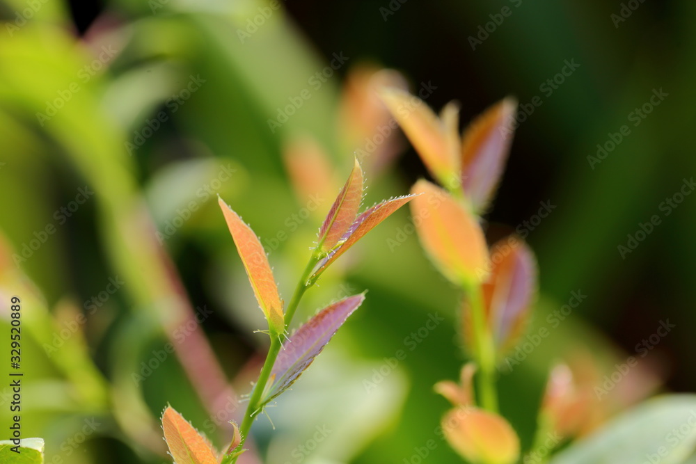 Ochna kirkii Oliv,Mickey Mouse plant, newly released leaves are the top part of the leaves that are brown and glossy when exposed to sunlight. Ochna kirkii Oliv,Mickey Mouse plant, newly released leaves are the top part of the leaves that are brown and glossy when exposed to sunlight.