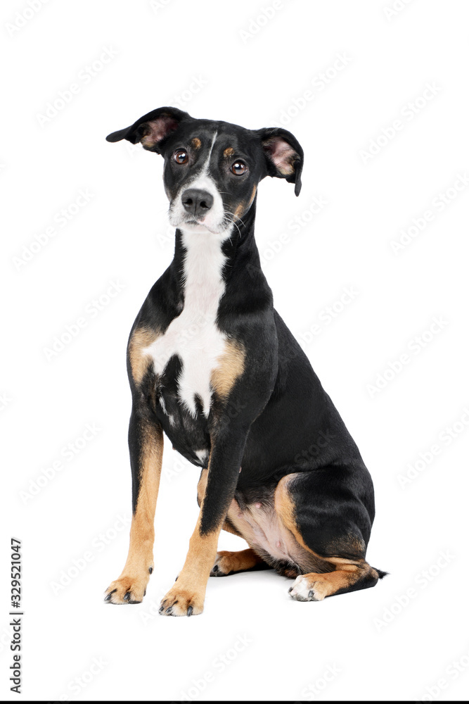 Studio shot of a lovely Mixed breed dog