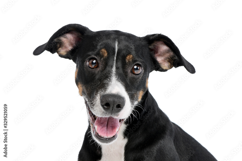 Portrait of a lovely mixed breed dog