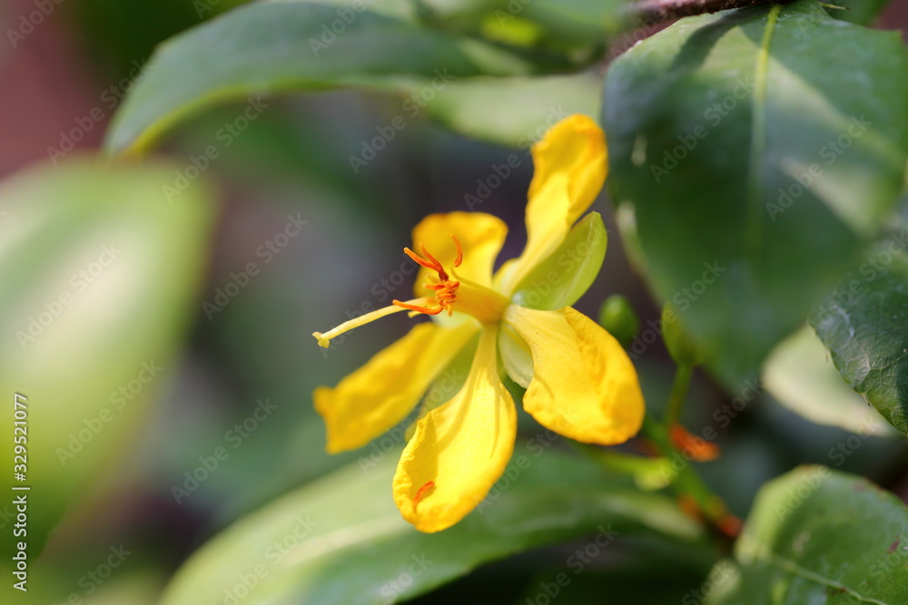 The Flower of Ochna kirkii Oliv, Mickey Mouse plant will initially become yellow and later become red. The Flower of Ochna kirkii Oliv, Mickey Mouse plant will initially become yellow and later become red.