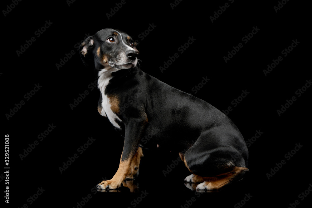 Studio shot of a lovely Mixed breed dog Studio shot of a lovely Mixed breed dog