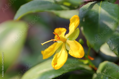 The Flower of Ochna kirkii Oliv, Mickey Mouse plant will initially become yellow and later become red.