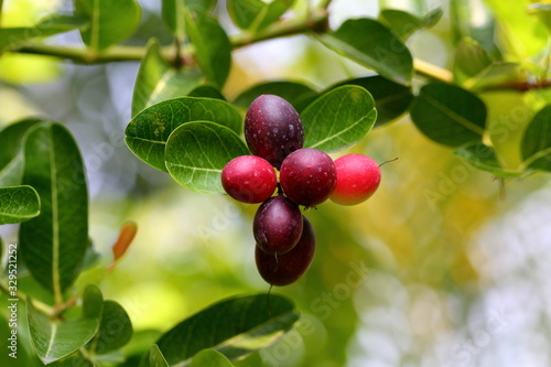 Carissa carandas Linn tree,There are green and red colors. Until finally becoming deep purple in the end