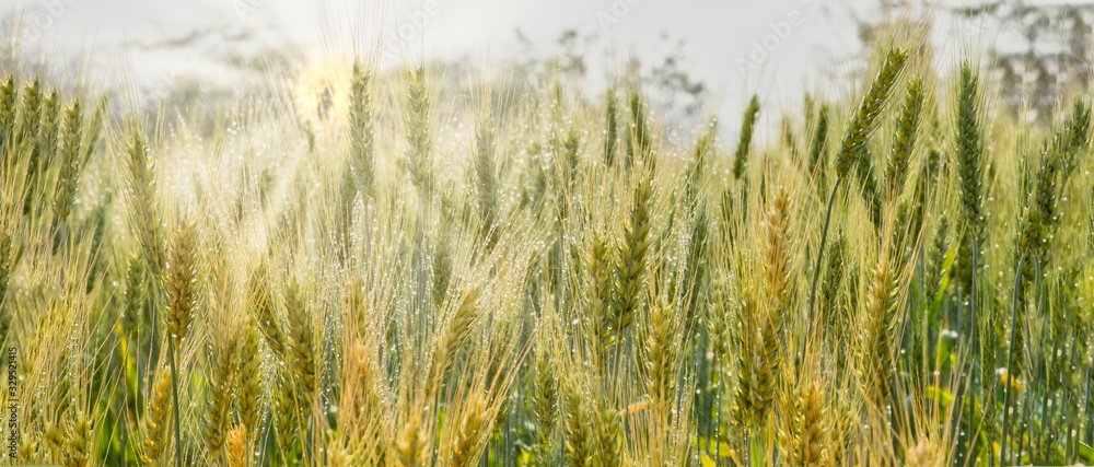 Golden barley farm growing for research and development, moderrn agriculture, panoramic banner