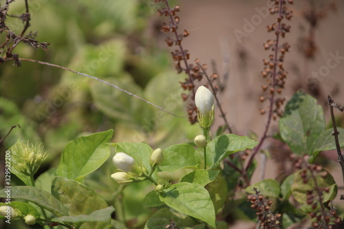 Jasmine and tulsi plant growing together