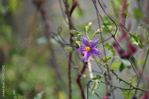 Flower of a Climbing Brinjal