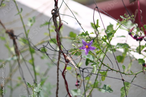 Flower of a Climbing Brinjal