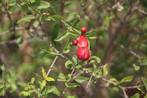 A Bright red pomegranate flower 