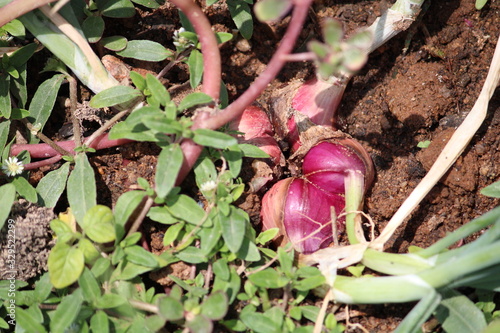 Red onion bulbs getting ready to harvest