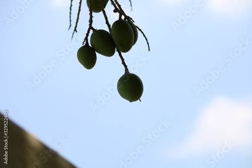 Fresh mangoes hanging on the Tree