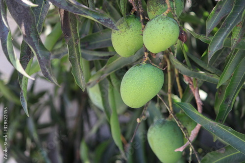 Fresh mangoes hanging on the Tree