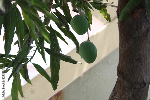 Fresh mangoes hanging on the Tree