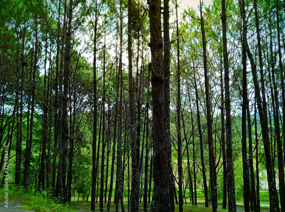Beautiful landscape Pine tree in the morning time. Beautiful landscape Pine tree in the morning time.