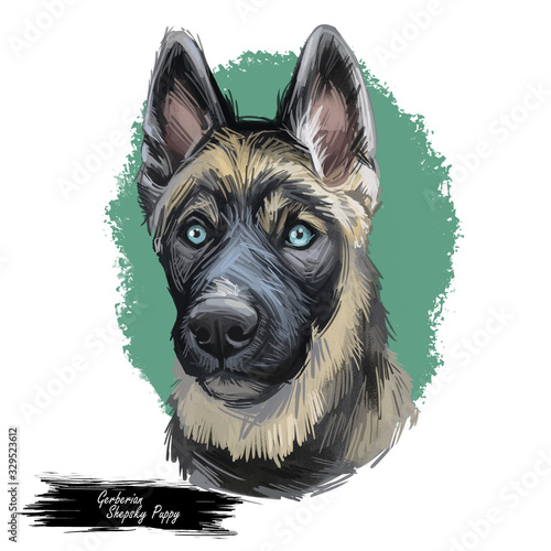 Gerberian Shepsky Puppy digital art illustration isolated on white photo