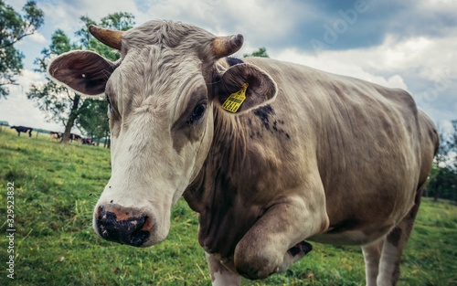 Fototapeta Naklejka Na Ścianę i Meble -  Cow in a pasture near small village Jaczew in Mazovia region, Poland