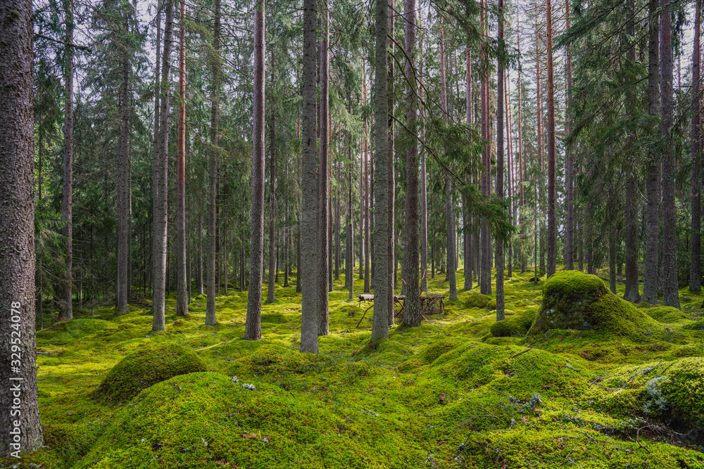 Obraz premium Piękny las sosnowy i jodłowy w letnim słońcu