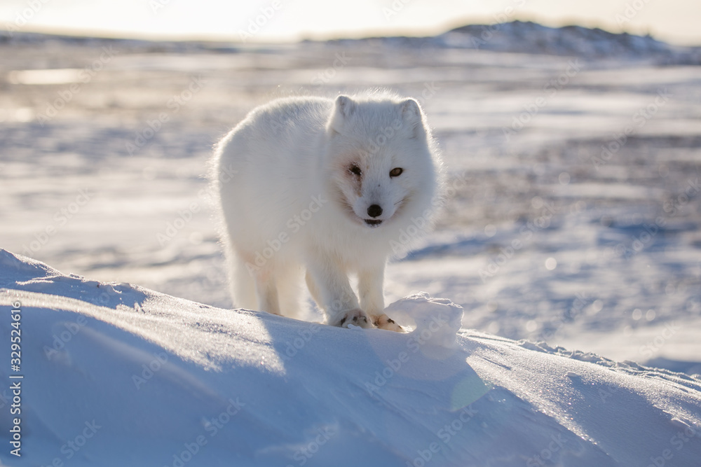 Lis polarn w zimowej szacie, południowy Spitsbergen Lis polarn w zimowej szacie, południowy Spitsbergen