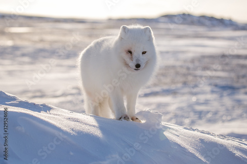 Lis polarn w zimowej szacie, południowy Spitsbergen © blackspeed