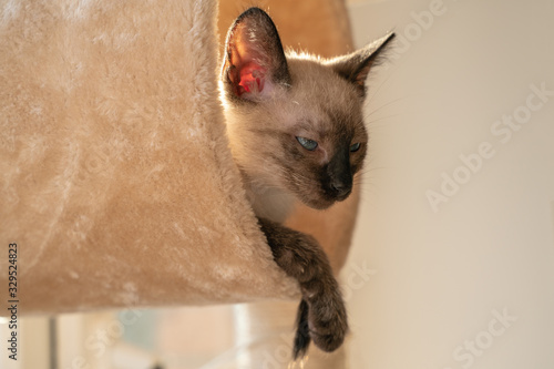 Side view with beautiful Siamese kitten sleeping in their dreams in a cat house