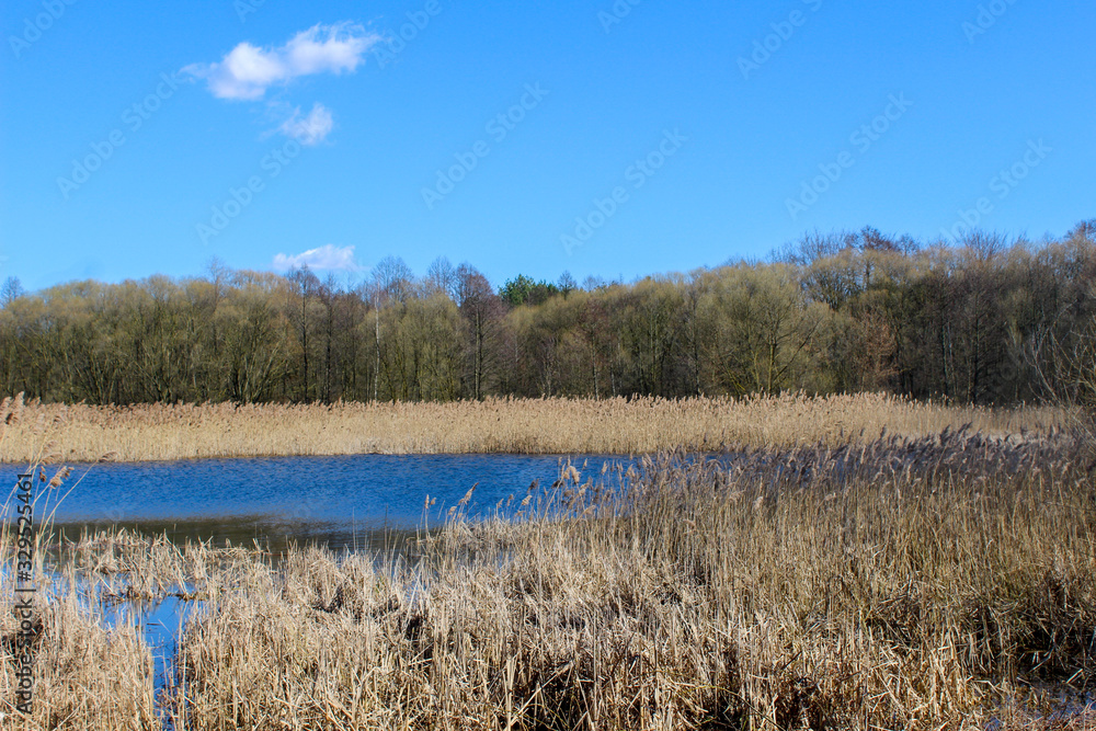 Spring landscape, lake. Blue sky and clear water, reeds around the pond
