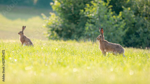 Feldhasen