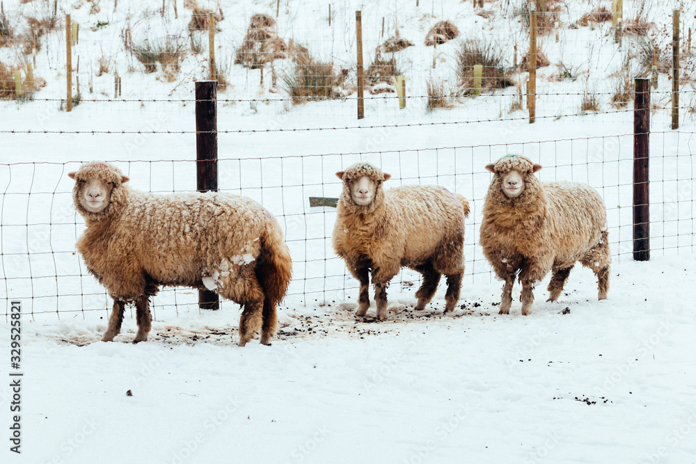 Fototapeta premium Sheep in a Snow Scene