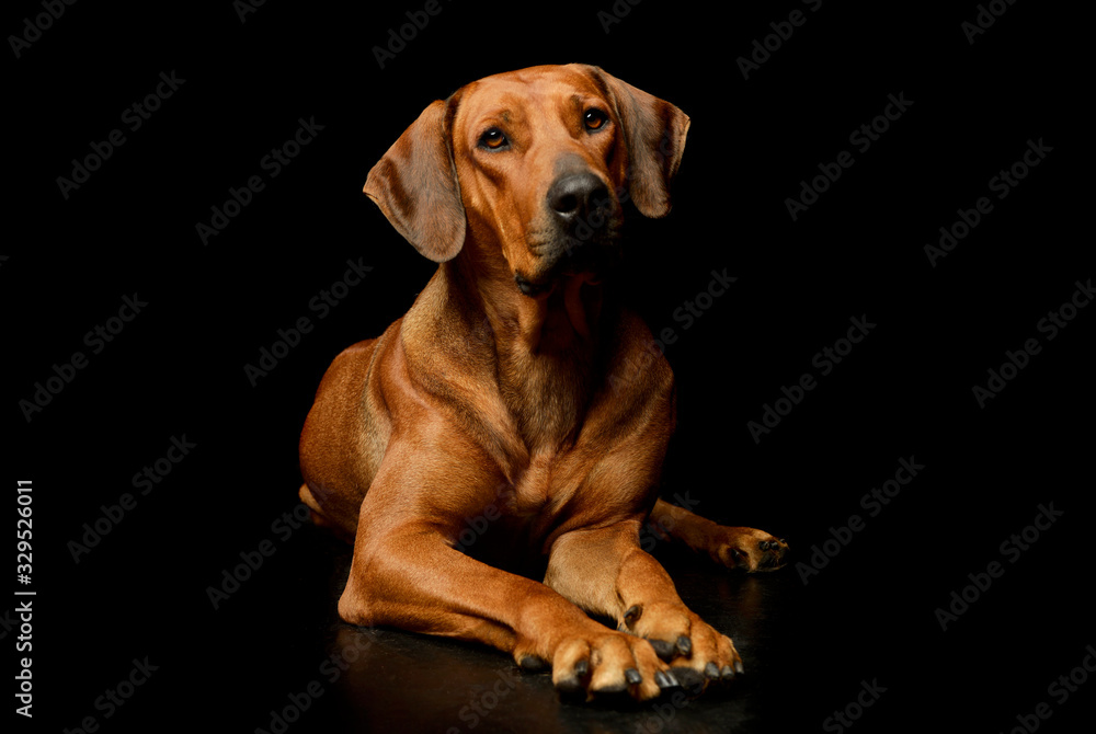 Studio shot of a lovely rhodesian ridgeback Studio shot of a lovely rhodesian ridgeback