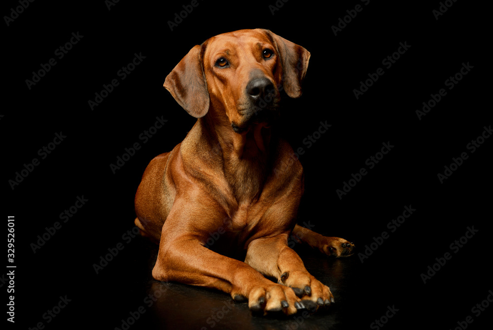 Studio shot of a lovely rhodesian ridgeback